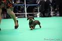 Crufts2011_2 1175